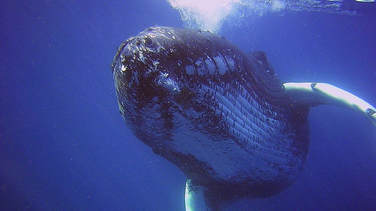 고래의 언어 🐳🐋 바다 속에 있는 심해 고래 소리 ASMR / 고래 소리 수면, 심해 소리, 바다 속 물방울 소리, 백색소음
