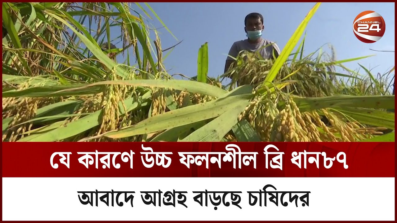 ব্রি ধান৮৭; হেক্টর প্রতি গড় ফলন ৭ টন | Krishi news | Channel 24