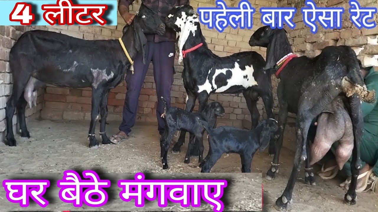 Beetal goat farm for sale पंजाबी दूध वाली बकरियां बिकाऊ 