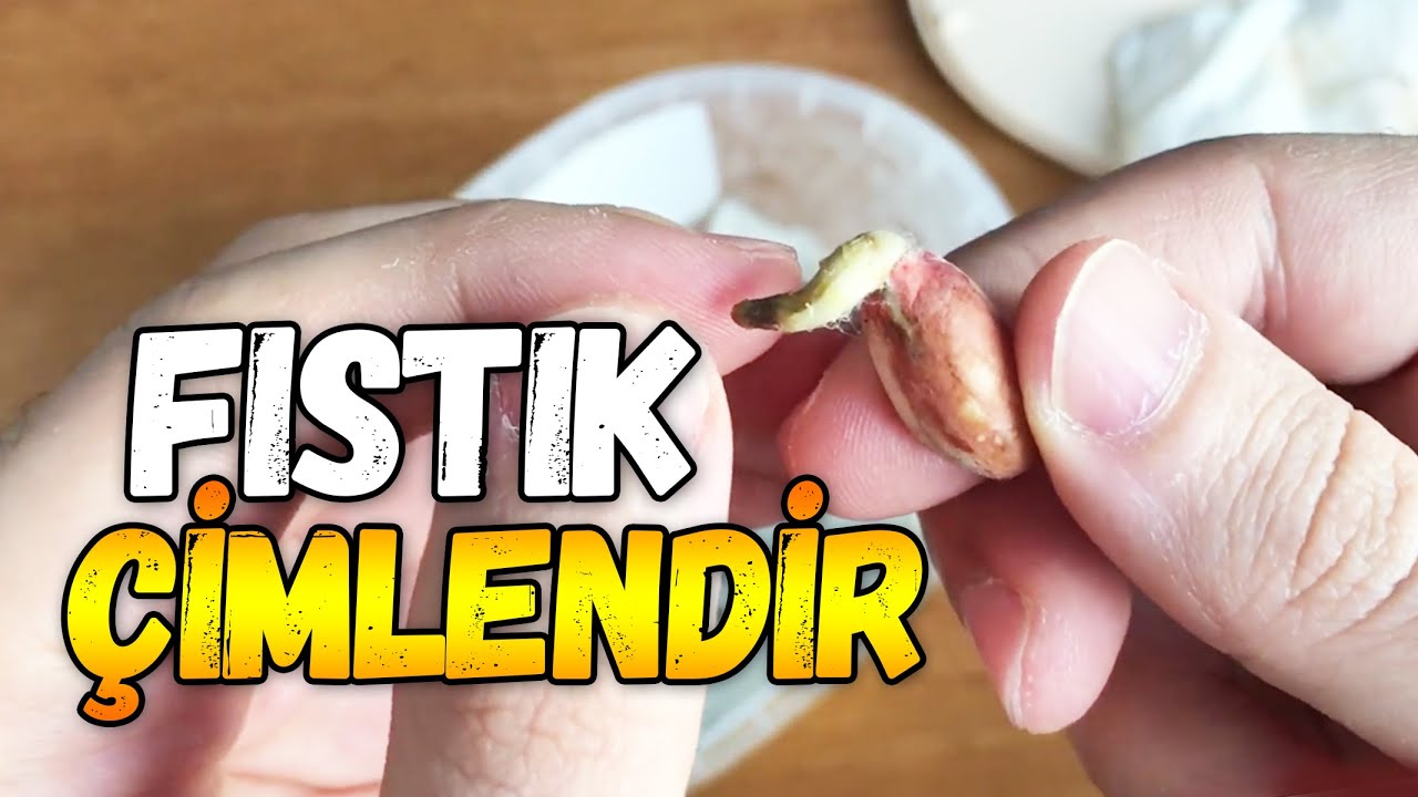 Yer Fıstığı Çimlendirme ve Ekimi