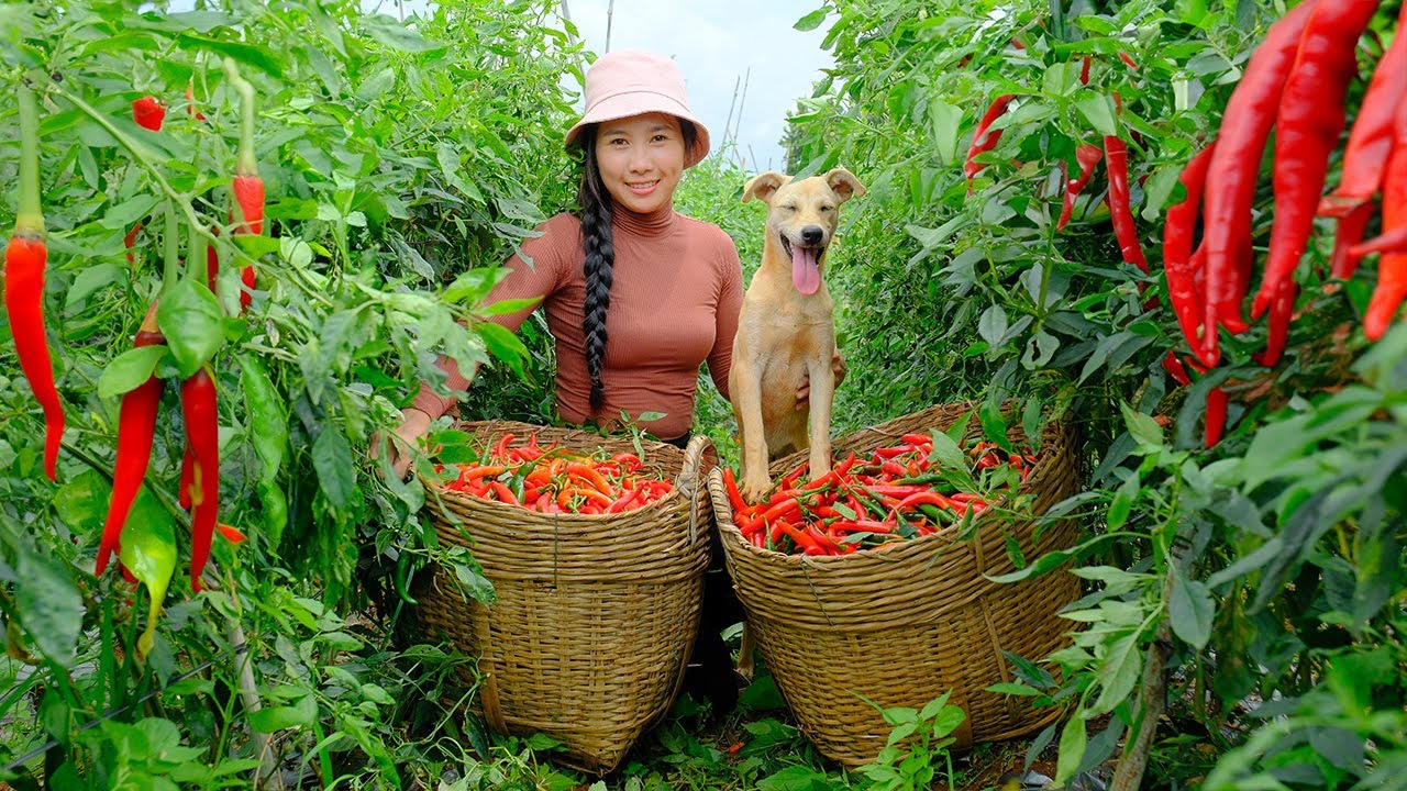 Harvesting  Red Chili Pepper to Sell at Market - Harvest, Cooking, Daily Life | Dương Harvest