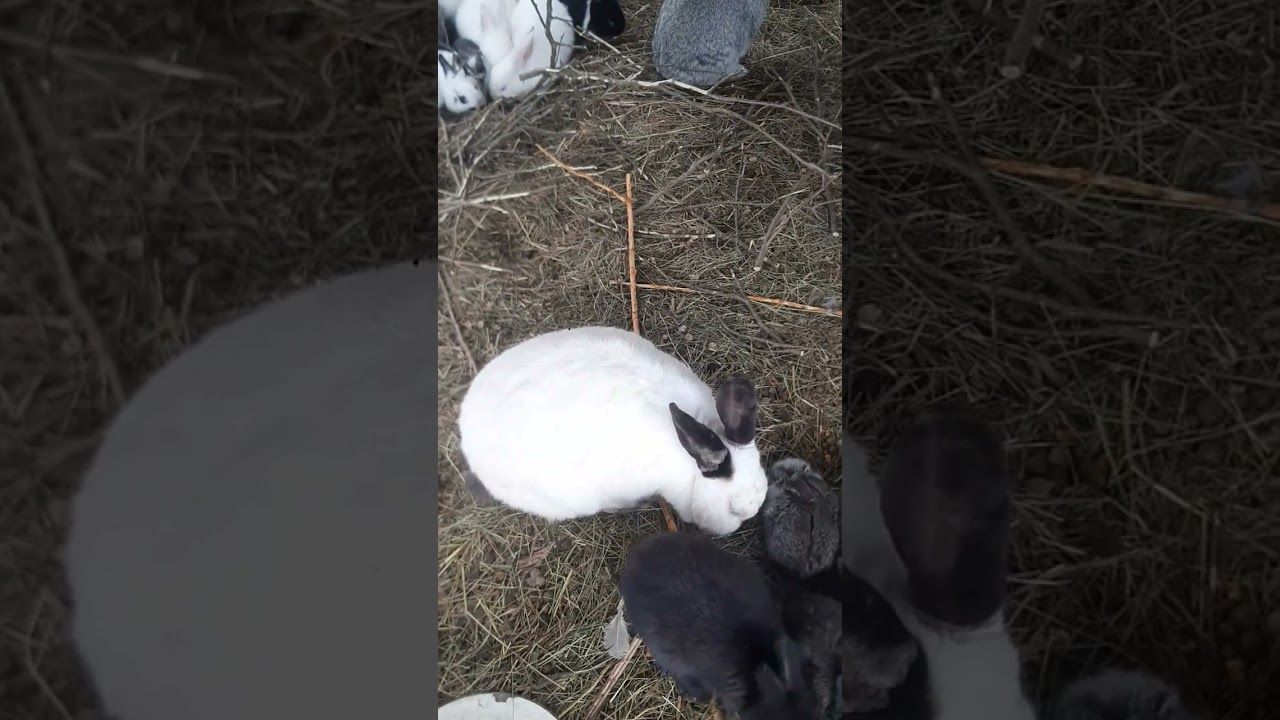 წლიური მოგება კურდღლის.