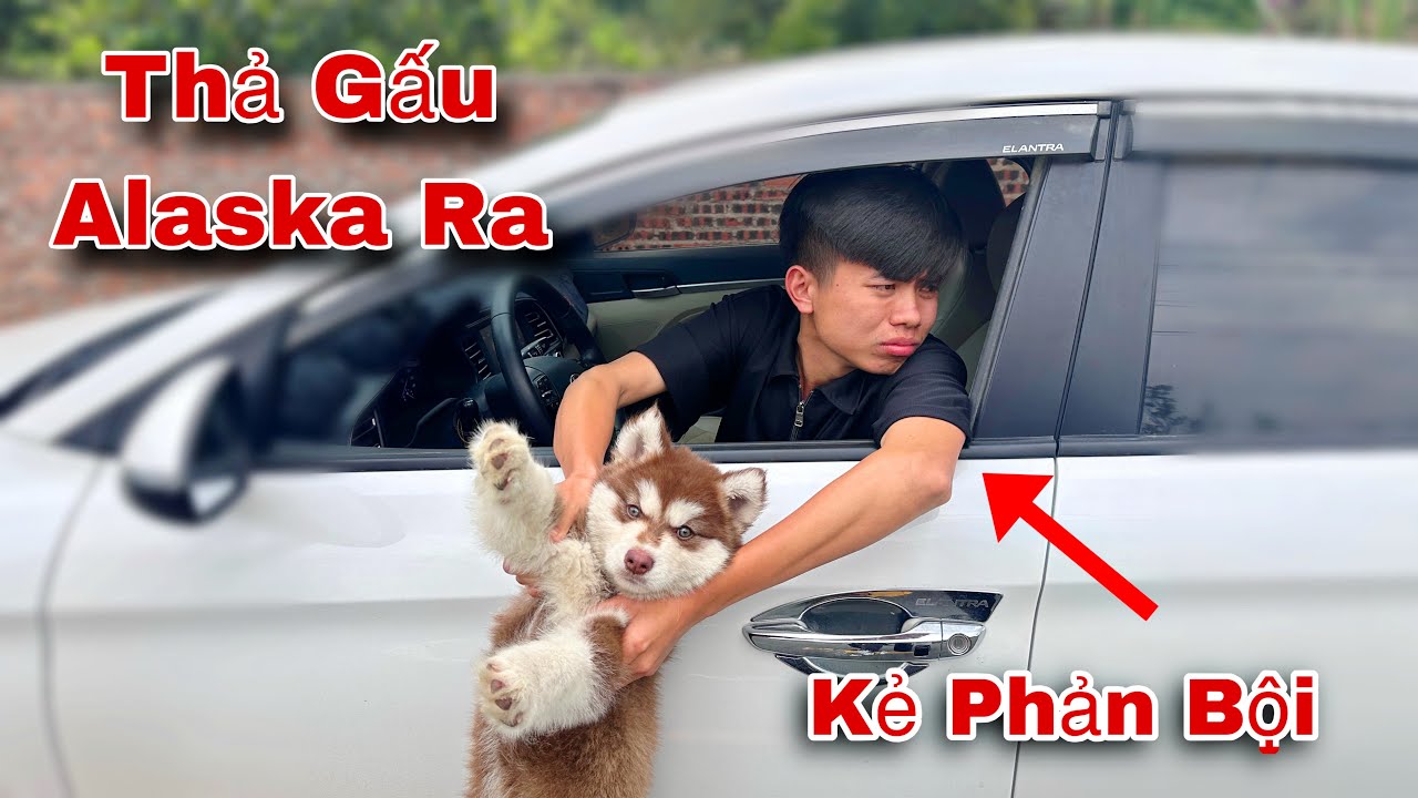 Nam Ngố Phản Team Bế Gấu Alaska Bỏ Chạy Mất Tích | Quá Thất Vọng | Dương KC