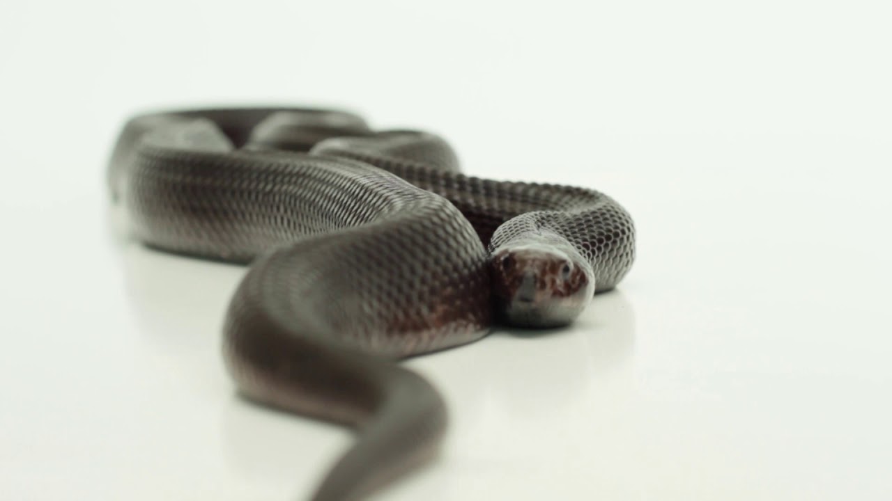 The Black Mamba