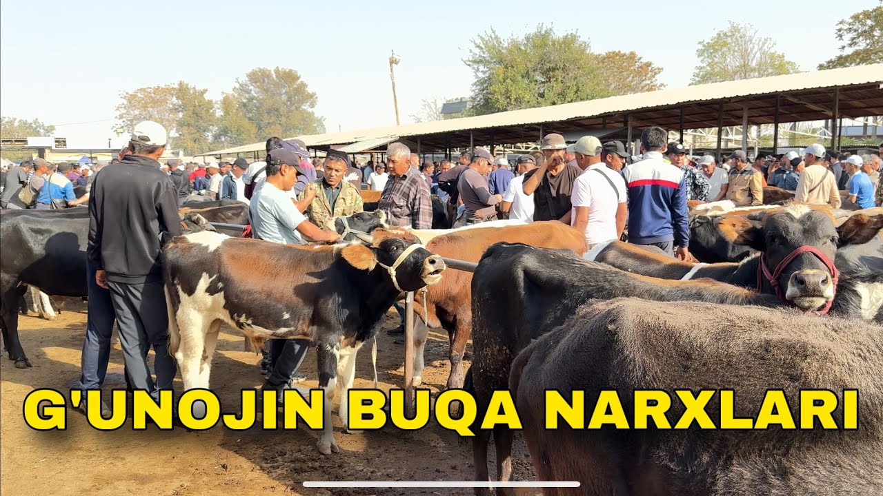 TOSHKENT VILOYATI OLMALIQ MOL BOZOR. G’unojin va buqalar narxlari