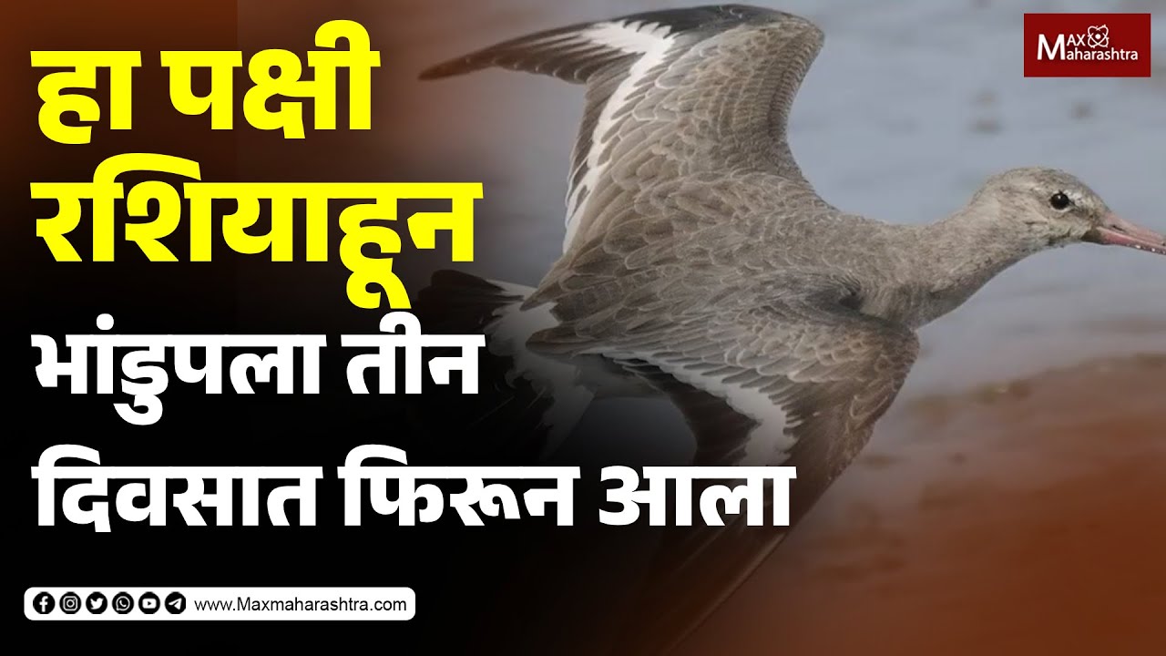 हा पक्षी रशियाहून भांडुपला तीन दिवसातच फिरून आला | MaxMaharashtra