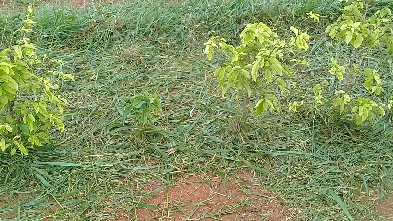 Ro&ccedil;ada ecol&oacute;gica .