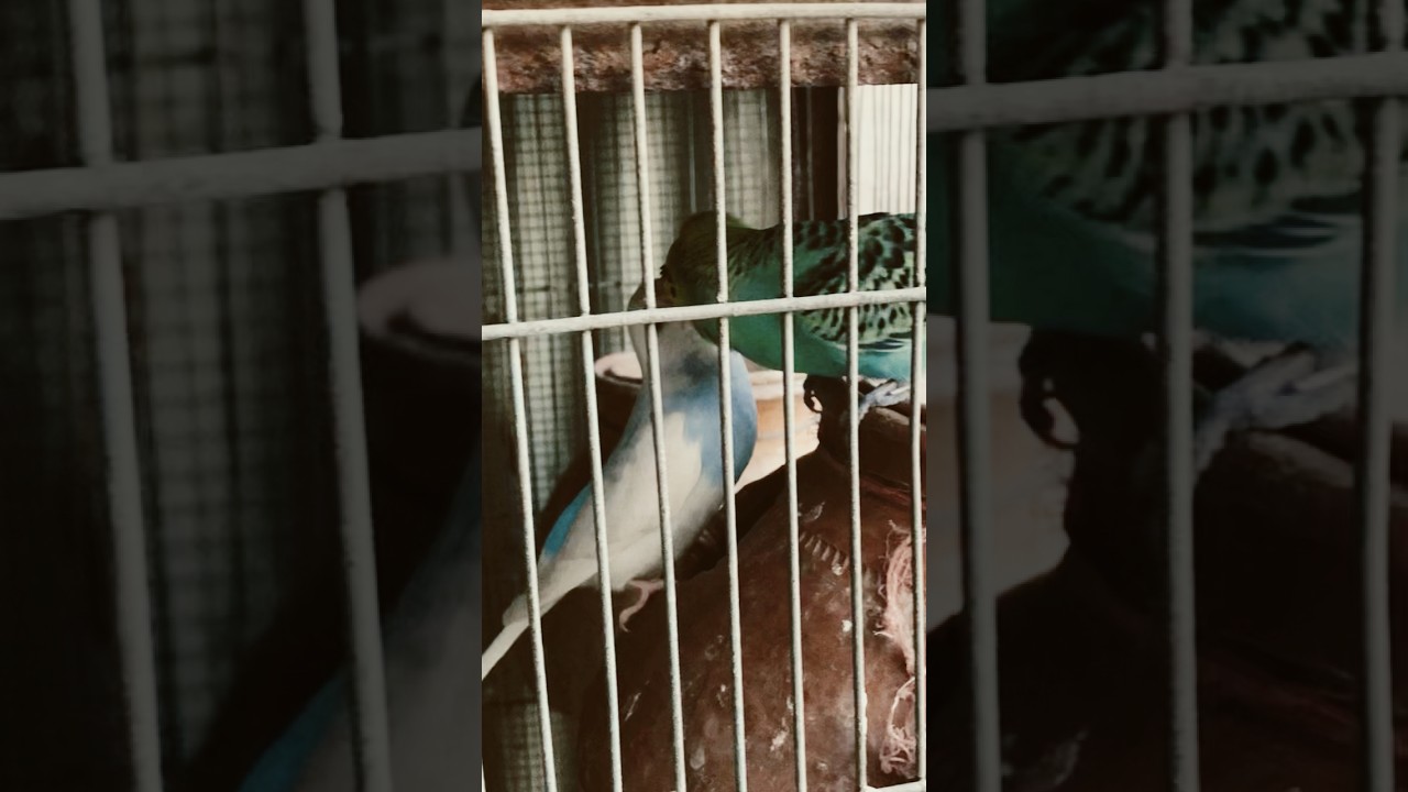 Budgies parrot pair #parrot #shorts