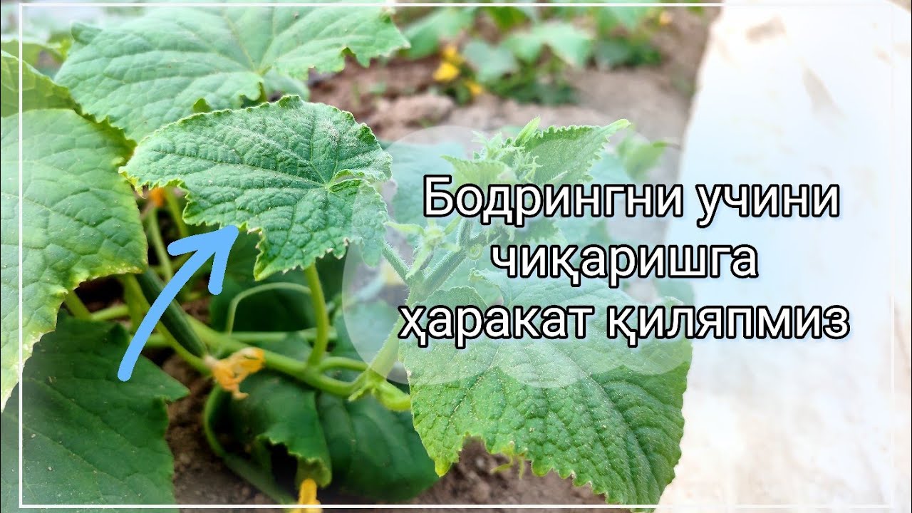 Бодрингни учини чиқаришга ҳаракат қиляпмиз