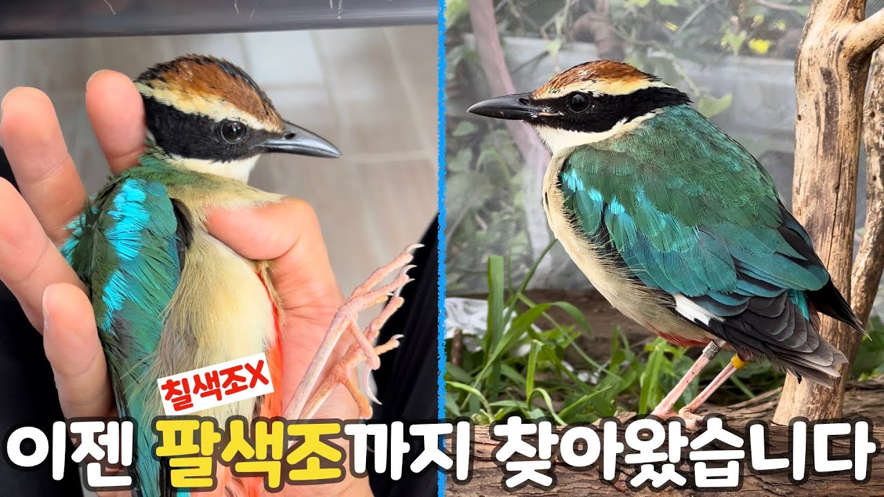 화려한 색으로는 1등, 초 희귀 천연기념물 팔색조입니다