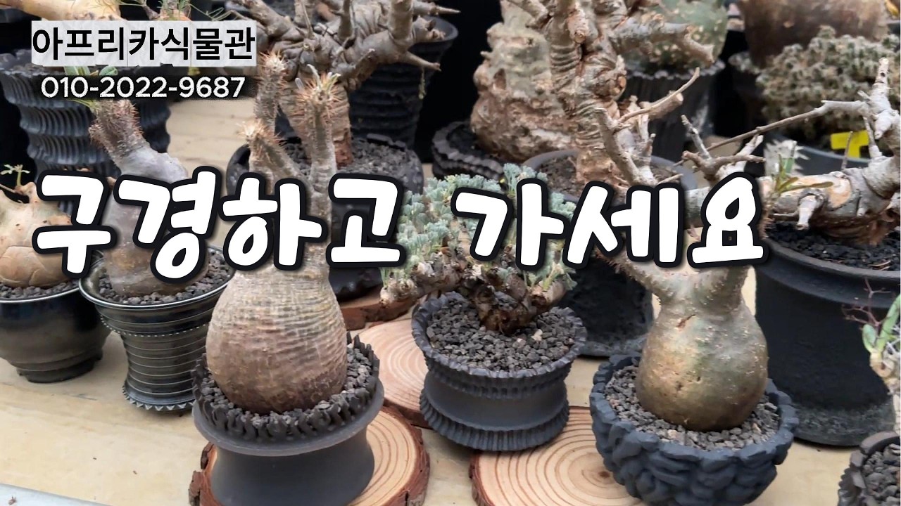 아프리카식물관 예쁜 아이들 구경하고 가세요^^ #아프리카식물 #희귀식물 #수입식물