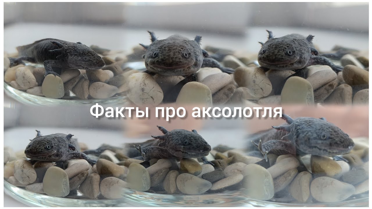 Правила содержания АКСОЛОТЛЯ в домашних условиях