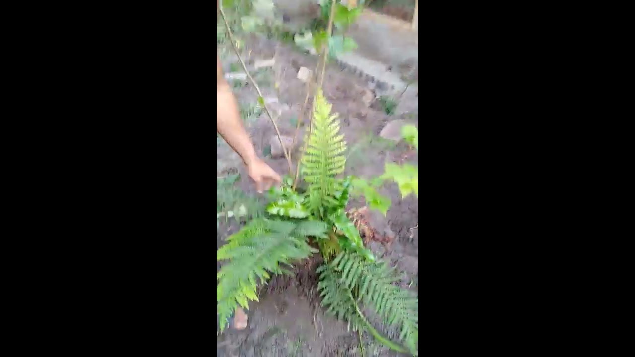Летняя рассадка