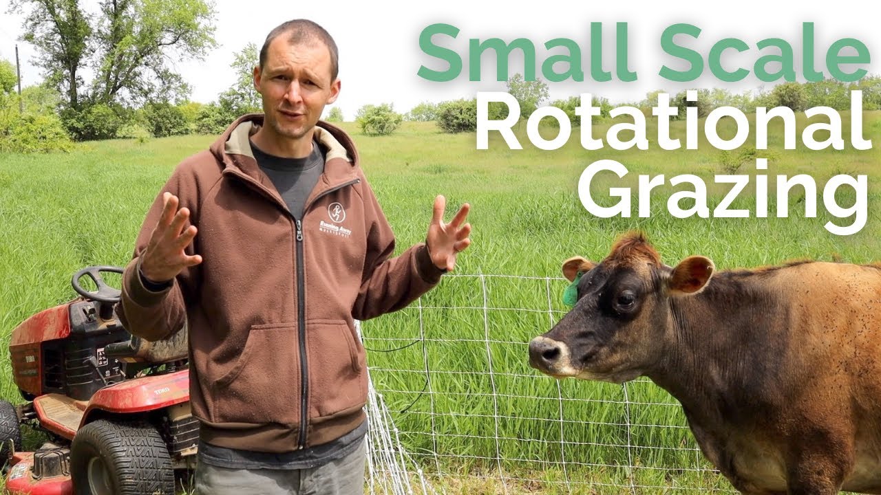 How to Rotationally Graze Animals on a Small Scale | Moving Electric Fencing on our Homestead