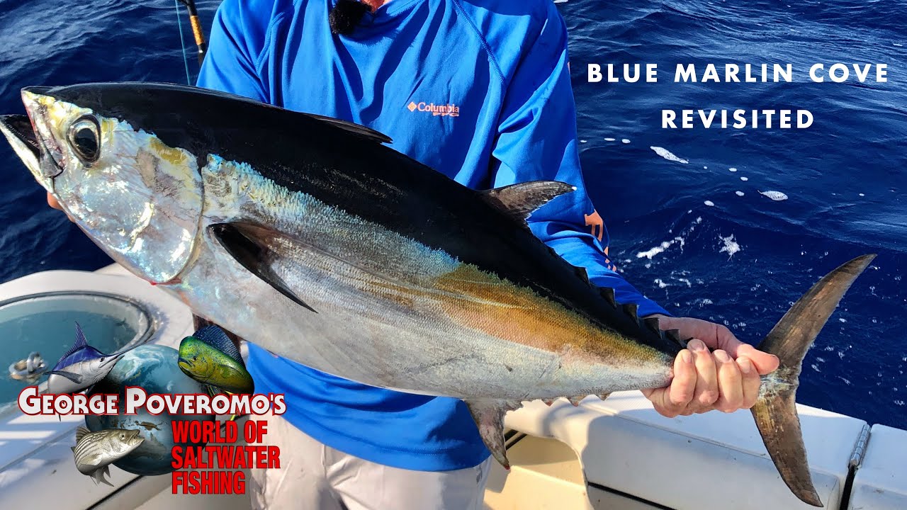 2024 SEASON - Episode 3 Bahamas, Blue Marlin Cove Revisited!