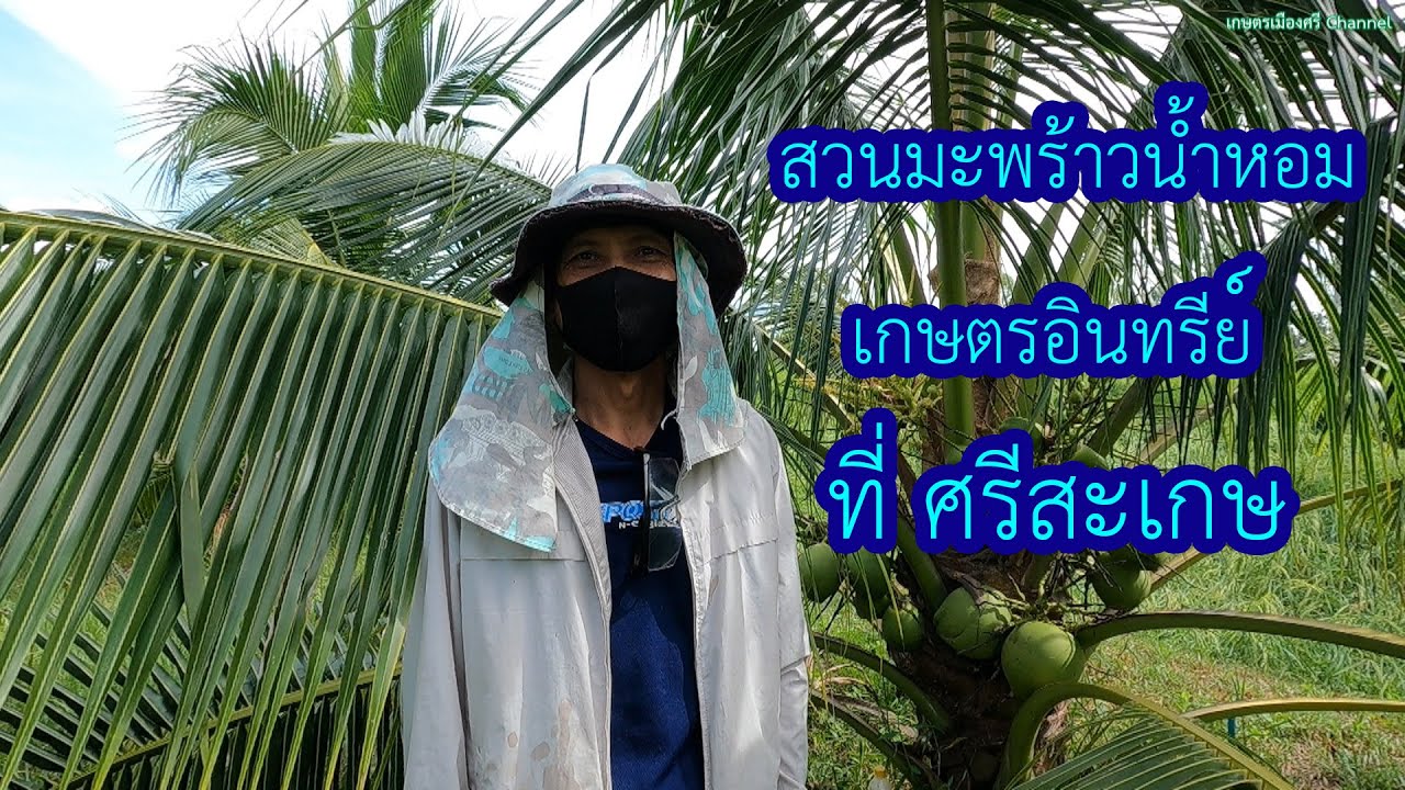 สุดยอด สวนมะพร้าวน้ำหอมอินทรีย์ ไม่มีสารเคมี สวนสุภาพร จ.ศรีสะเกษ
