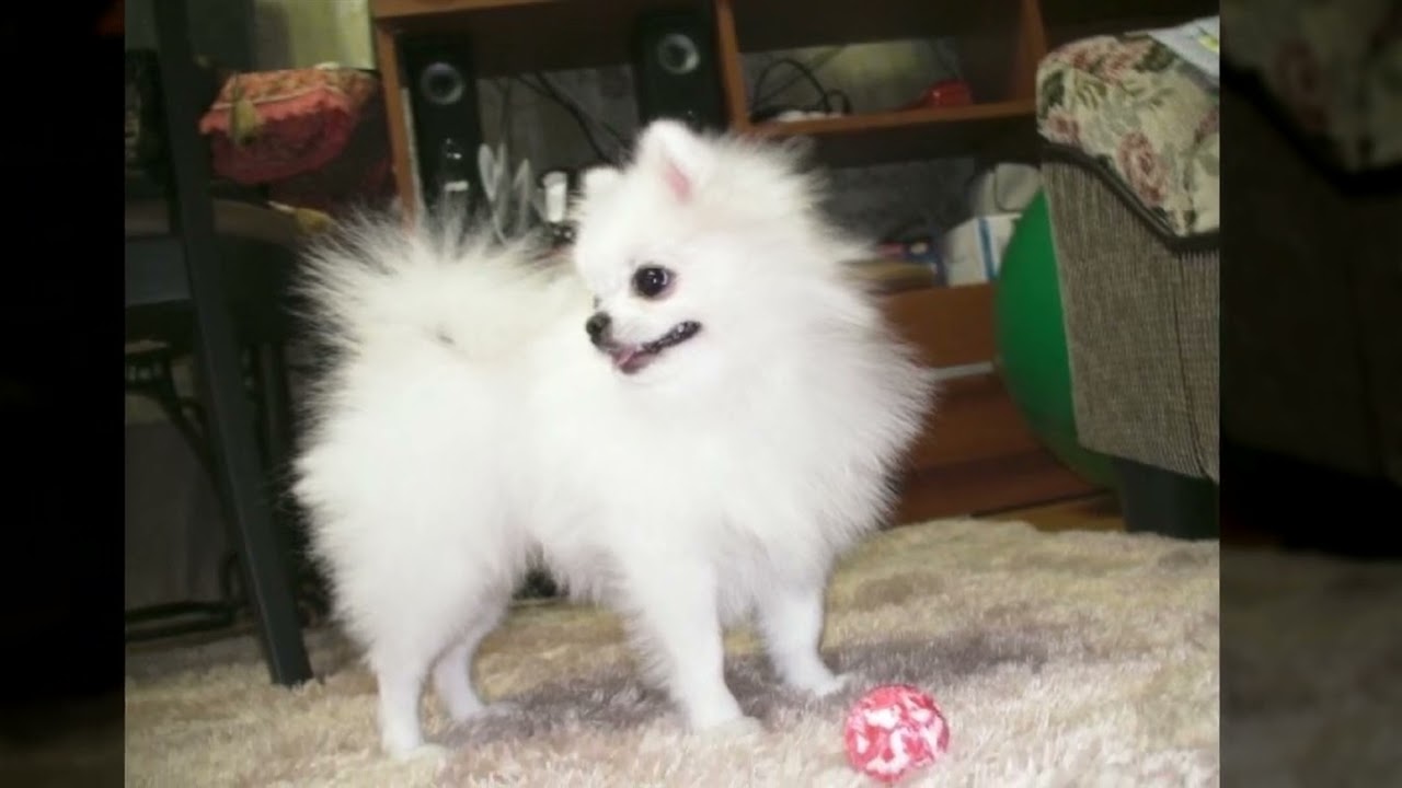우리공주