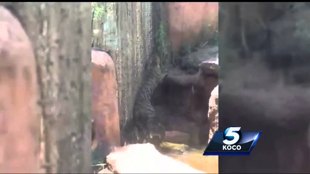 Woman who took video of tiger escaping enclosure speaks