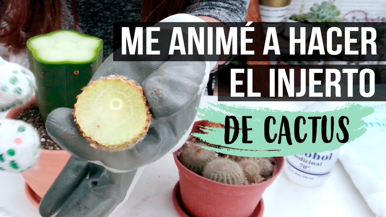 CÓMO HACER UN INJERTO DE CACTUS-FÁCIL Y SENCILLO