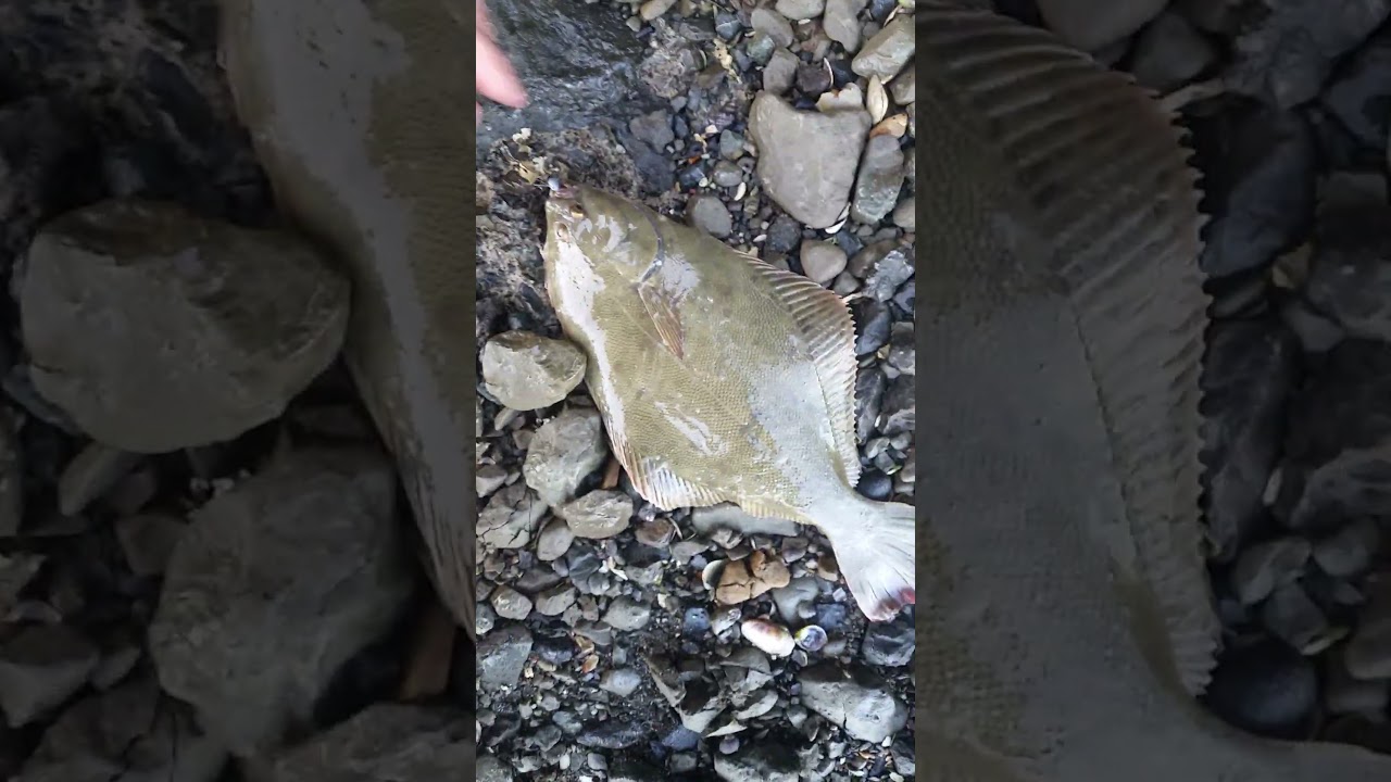 My first Flounder caught on soft plastic