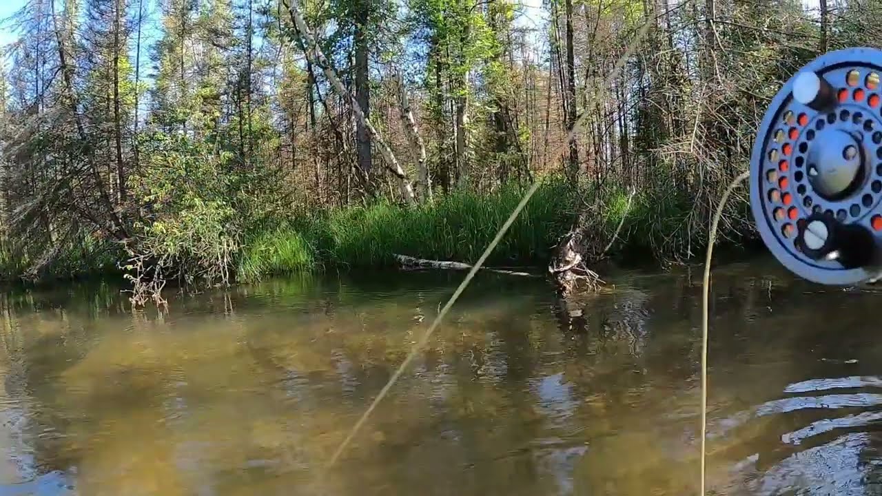 Fly Fishing a Northern Michigan Creek for Brown Trout