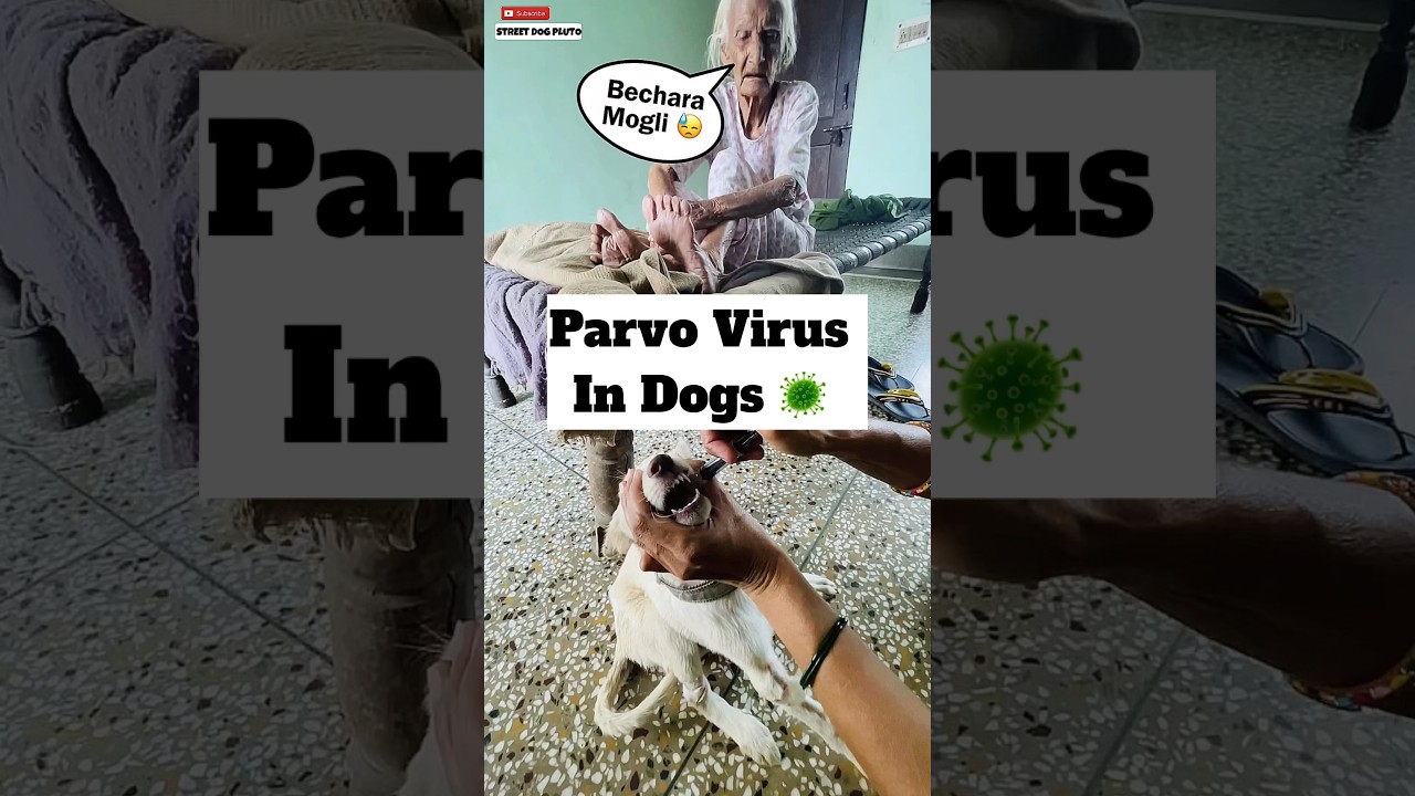 Parvo Virus 🦠 Treatment | #474