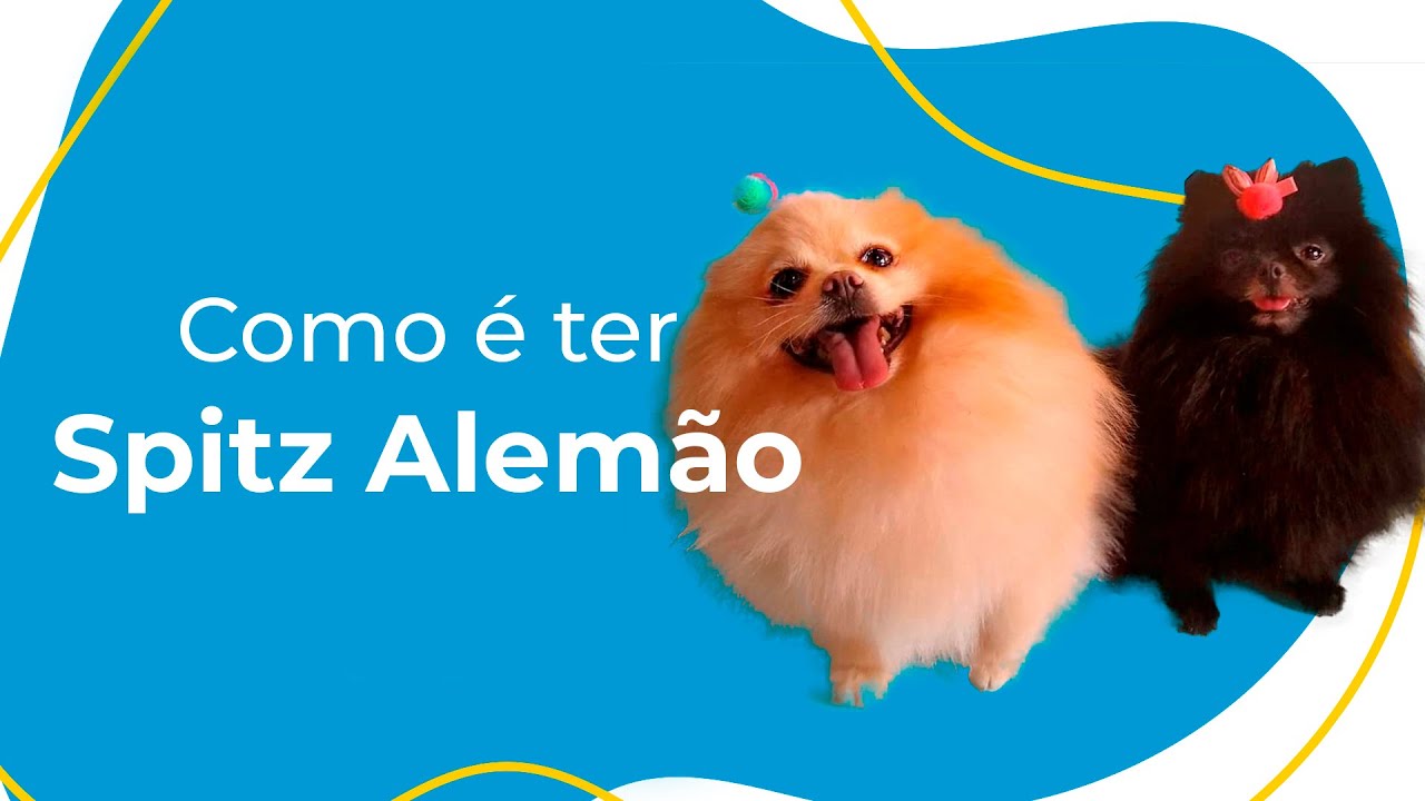 COMO É TER UM SPITZ ALEMÃO (Lulu da Pomerânia): COMPORTAMENTO, CUIDADOS ESSENCIAIS E CURIOSIDADES