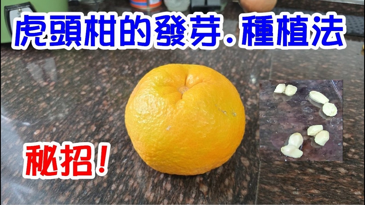 [DIY達人#489] 虎頭柑的發芽.種植法......秘招!