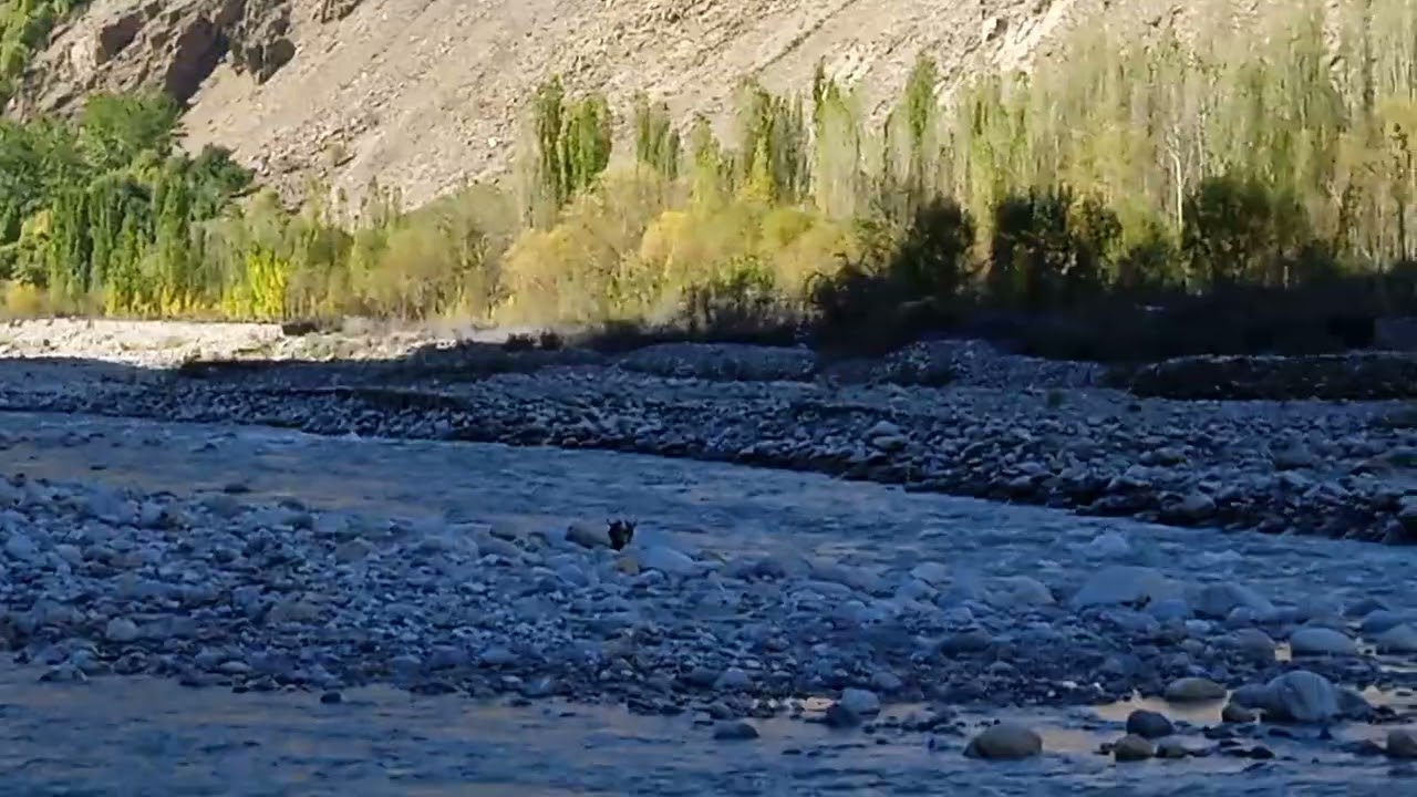 🤪😛Dariya ko cross karte hu#animals #animallife #mountains 