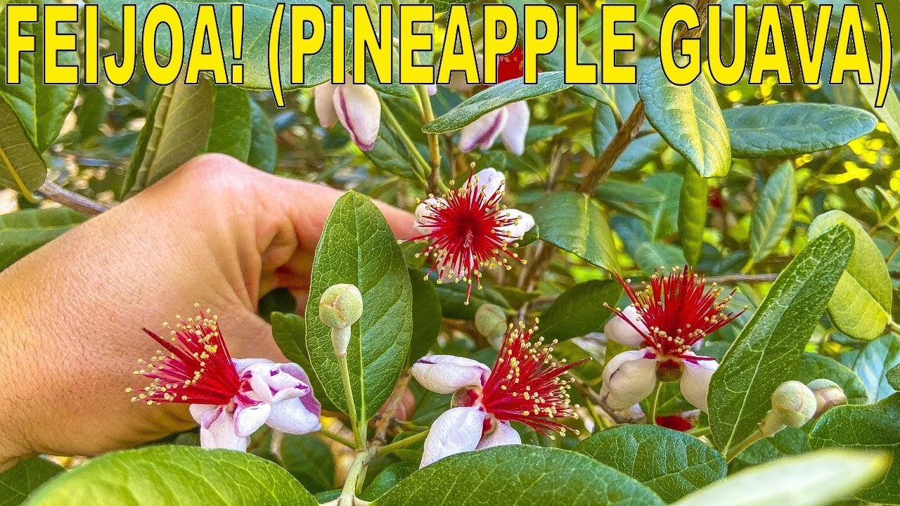 Grow This Flowering Hedge That Gives You Tropical Tasting Fruit!