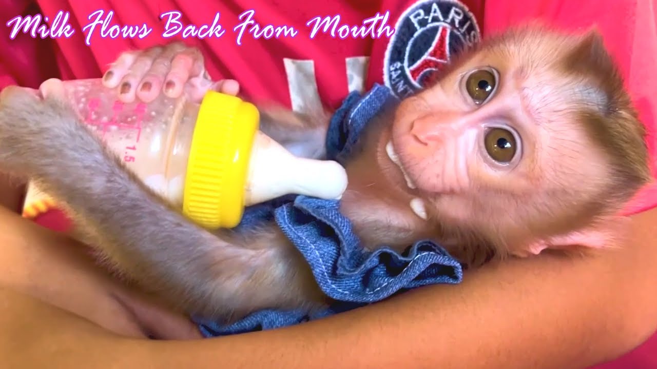 Little Monkey Received Excess Milk Needed, Milk Flows Back Through Lip