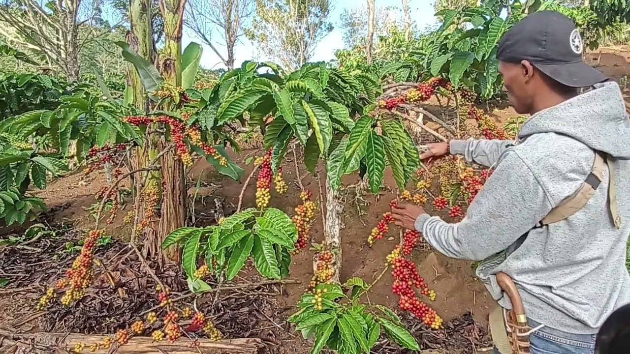 kebon (BngSaka) proses panen raya, sekaligus pemangkasan. full tugusari.