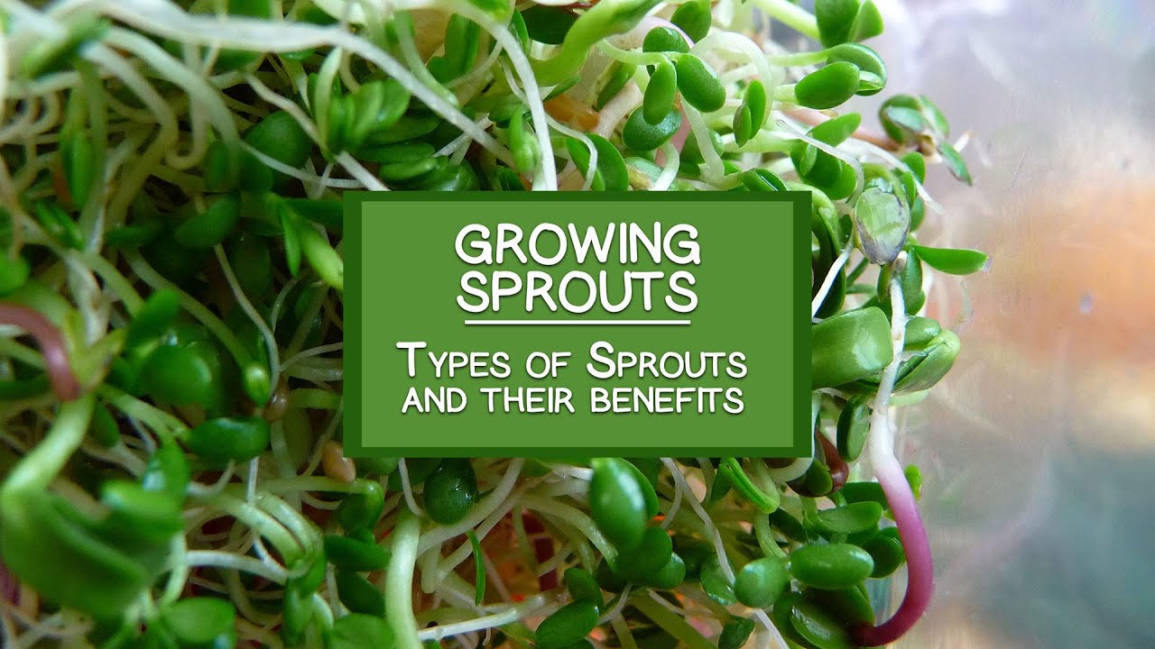Types of Sprouts and Their Benefits