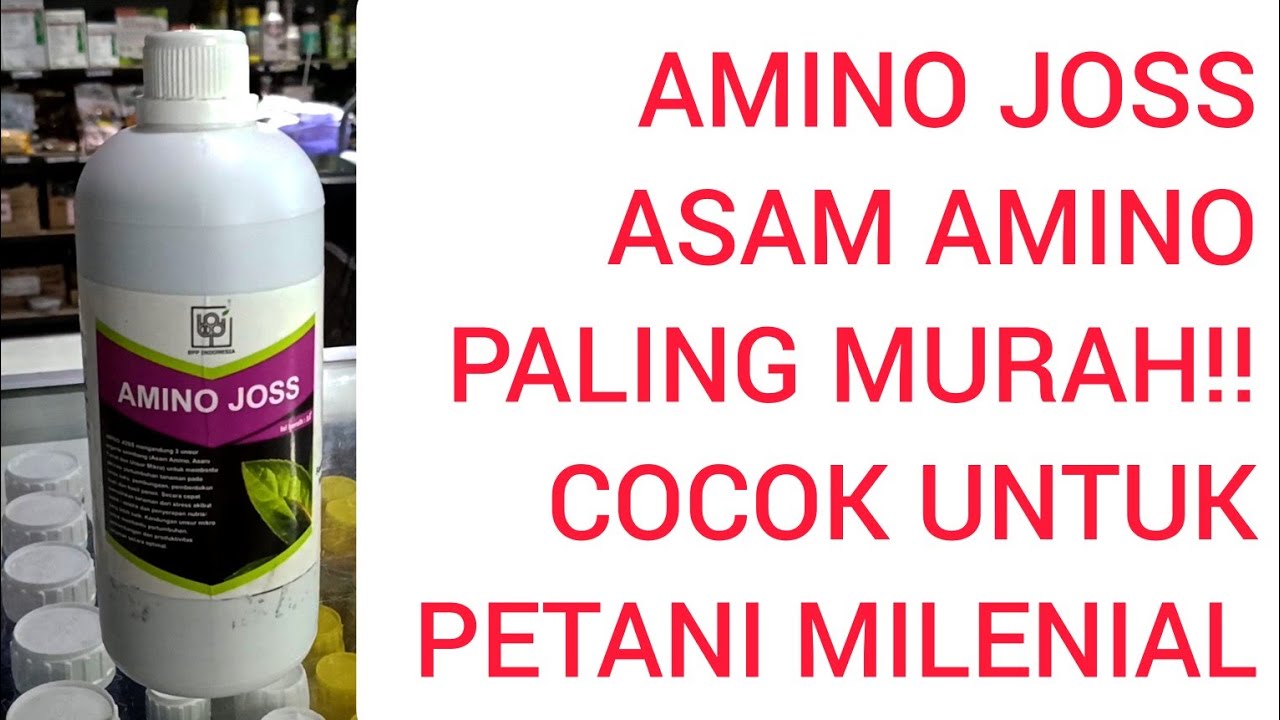 7 ASAM AMINO SUPER DAN MURAH