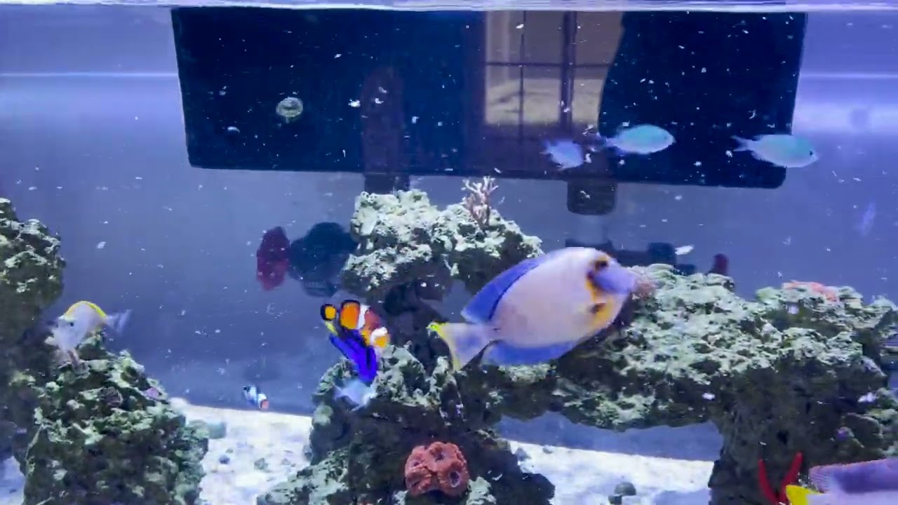 Only Fins: The Green Chromis