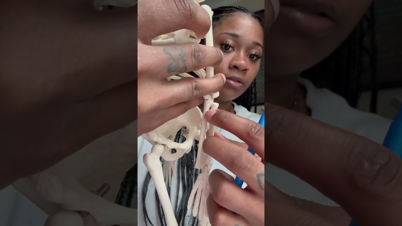 Skeletal Bones 
