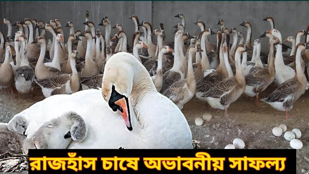 রাজহাঁসের খামার করে লাভবান হতে পারেন আপনিও || বানিজ্যিক রাজহাঁসের সফল খামার | রাজহাঁসের খামার