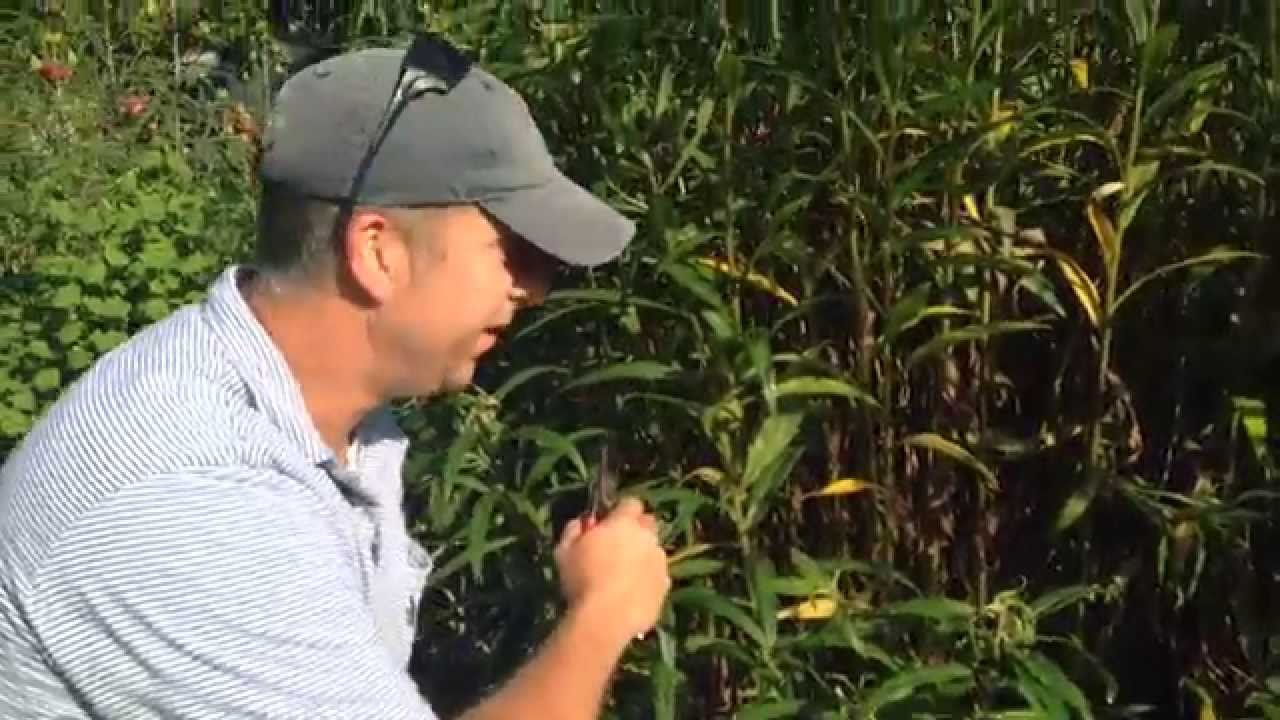June Prune! Swamp Sunflowers at Tiedemann Park and Nature Center, Charleston SC