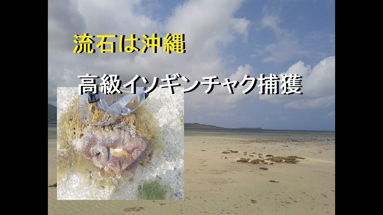 【沖縄の海】ハタゴイソギンチャク捕獲とガサガサ(Okinawa Coral reef  sea anemone)