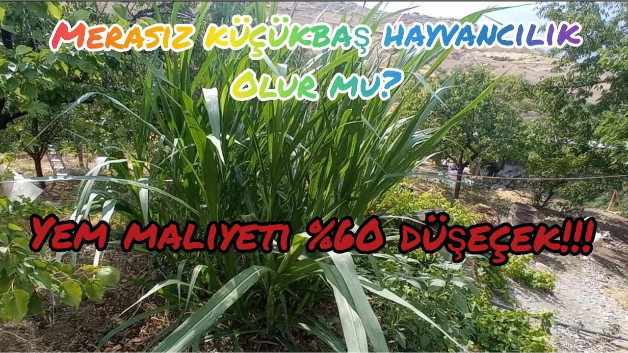 MERASIZ KÜÇÜKBAŞ HAYVANCILİK KÂRLI OLUR MU? MARALFALFA 35 GÜNDE 2 METREYE ULAŞTI 👍