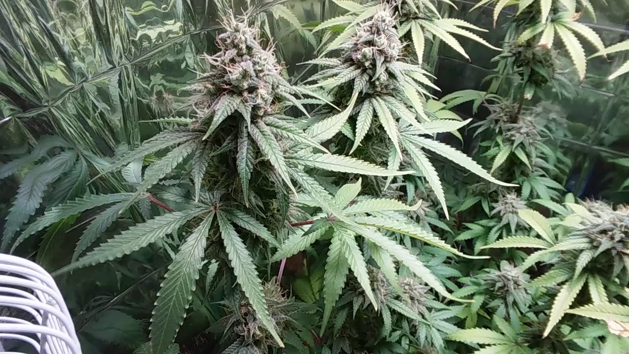 Sangria - Astral Flower Genetics
