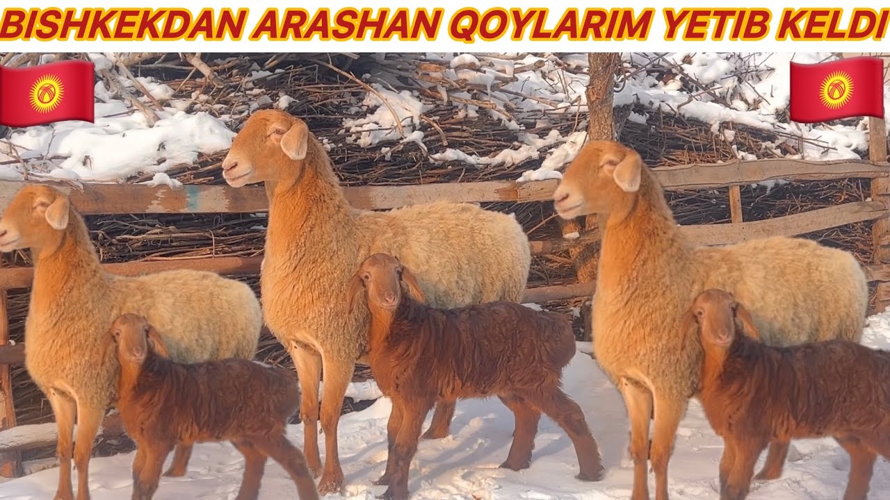 🇰🇬QIRGIZISTON BISHKEKDAN ARASHAN ONA BOLA BOGOZ QOYLARIM YETIB KELDI SHOSHILING 🇰🇬🇰🇬
