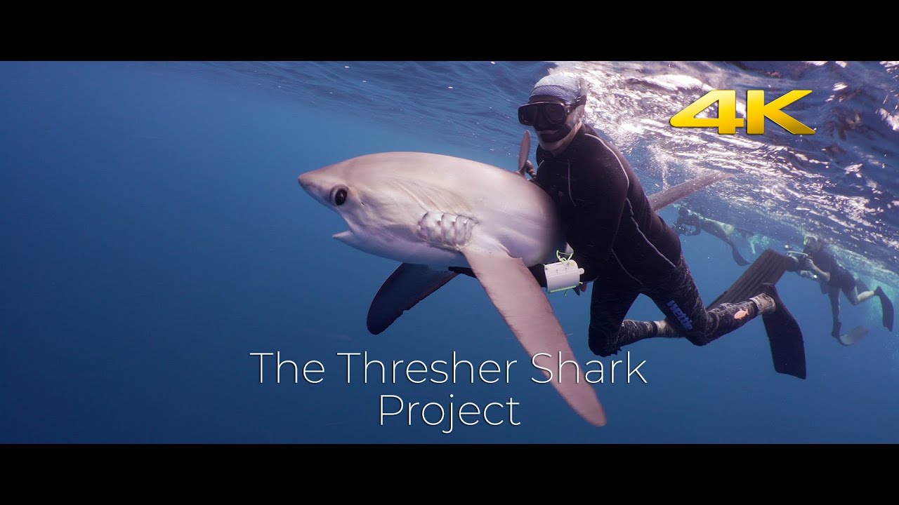 Save the Planet | The Thresher Shark Conservation Project | Alor, Indonesia