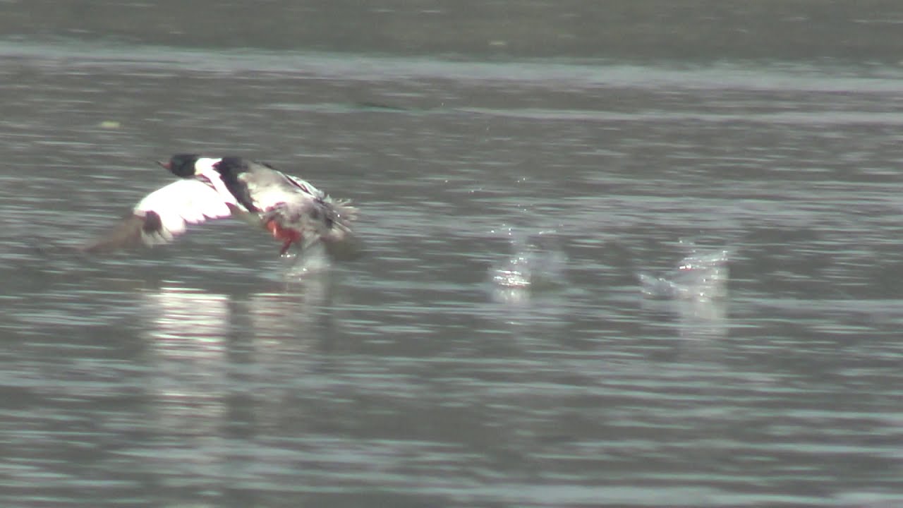 Common merganser | Ducks in India