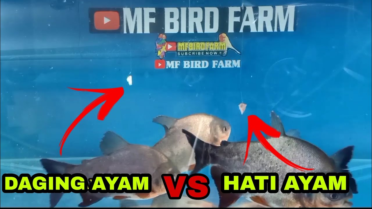 Tes Umpan Ikan Bawal.. Daging Ayam VS Hati Ayam
