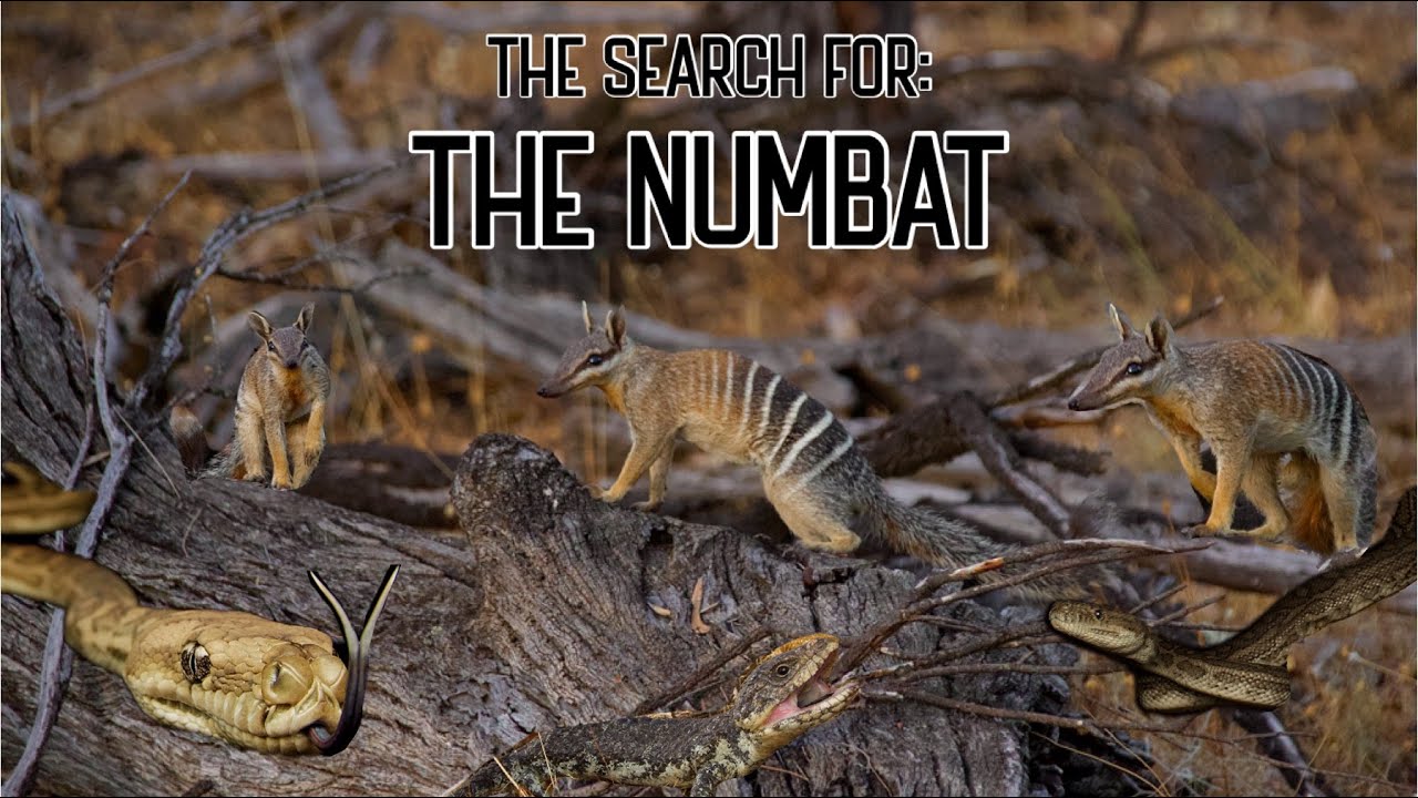THE SEARCH: FOR THE NUMBAT | ONE OF AUSTRALIA'S RARE MARSUPIALS