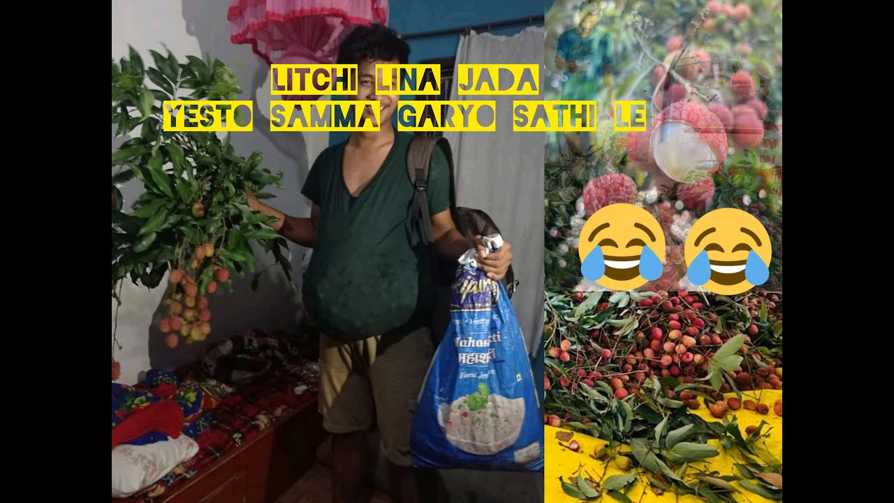 litchi harvesting|summerfruits|