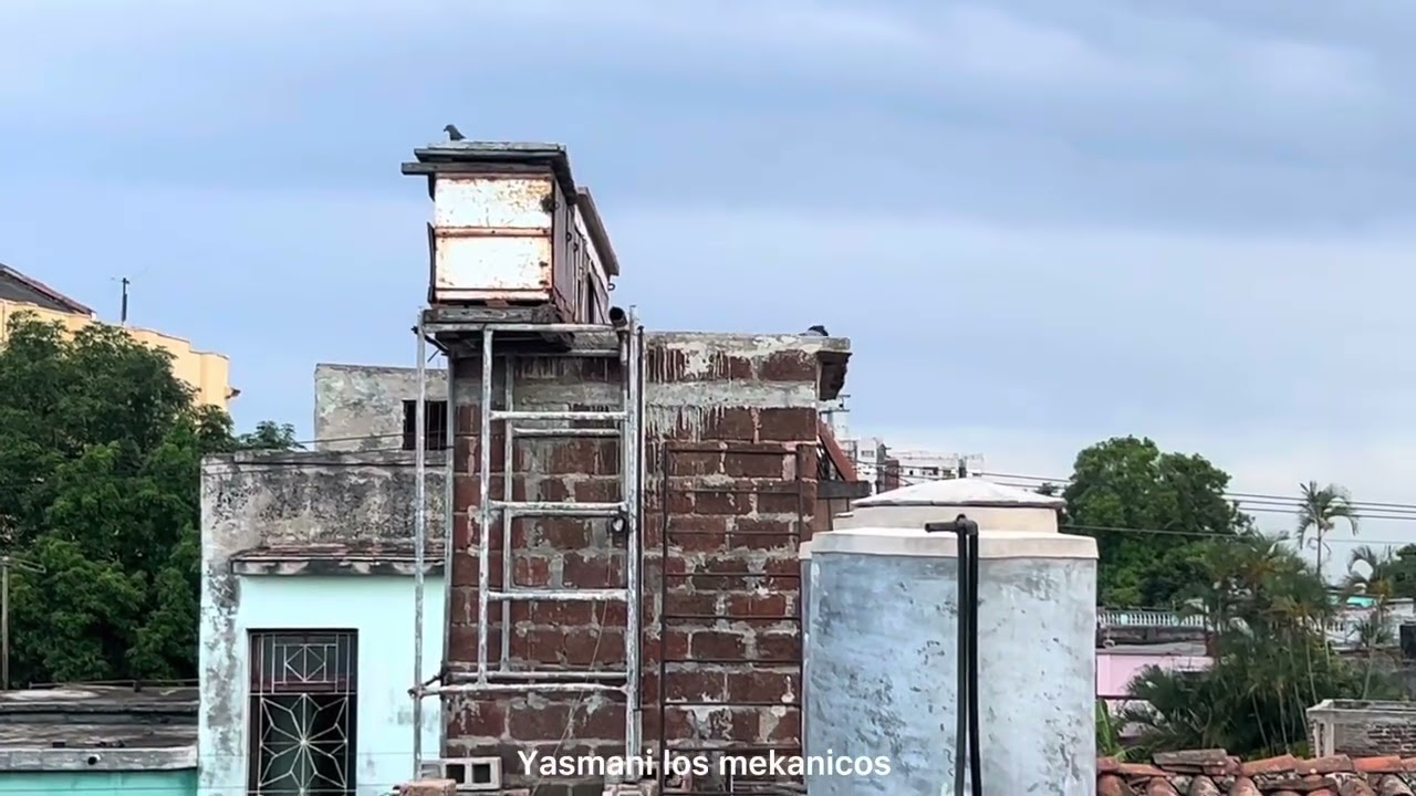 EL SENISITO (etapa d pichón 1ra parte)