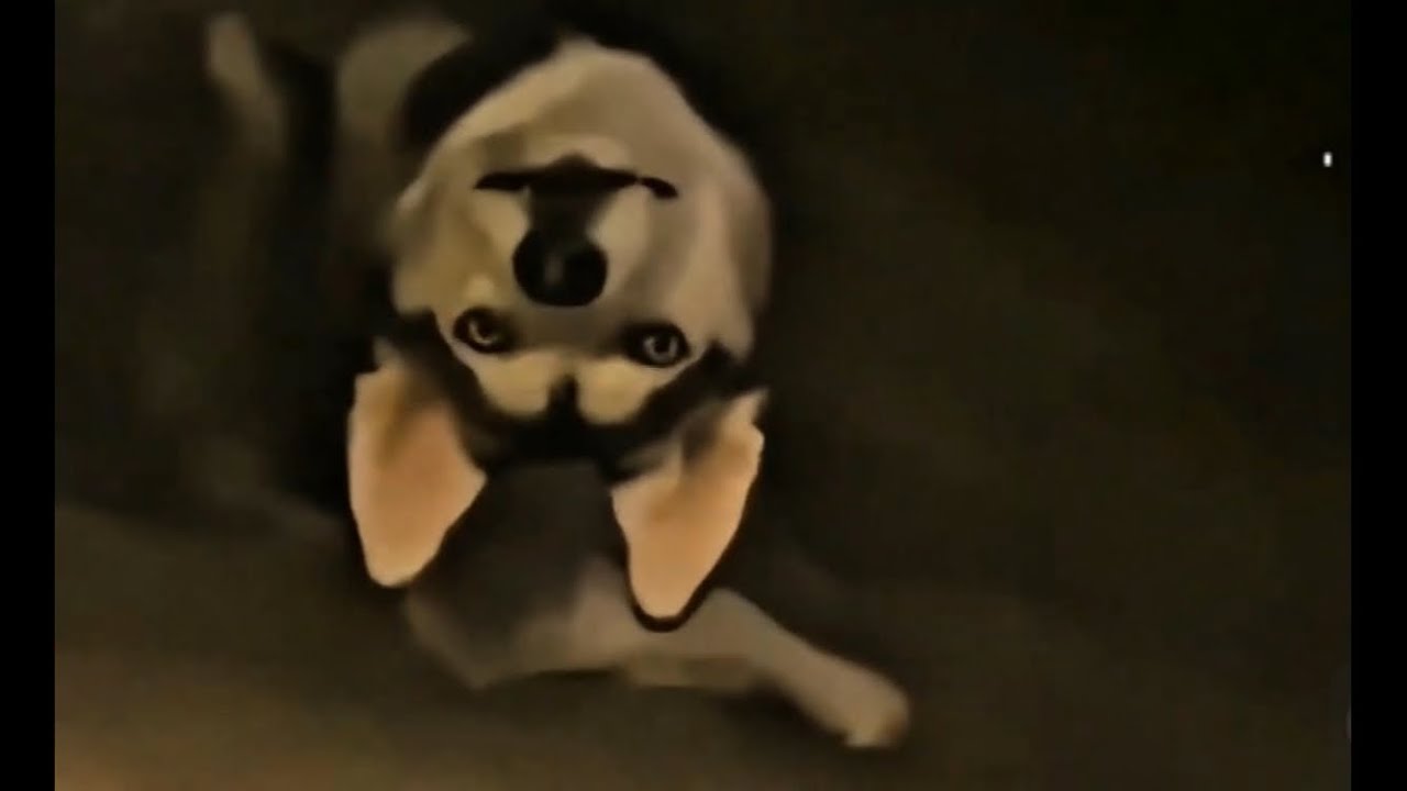  Cachorros Agindo de Forma Estranha