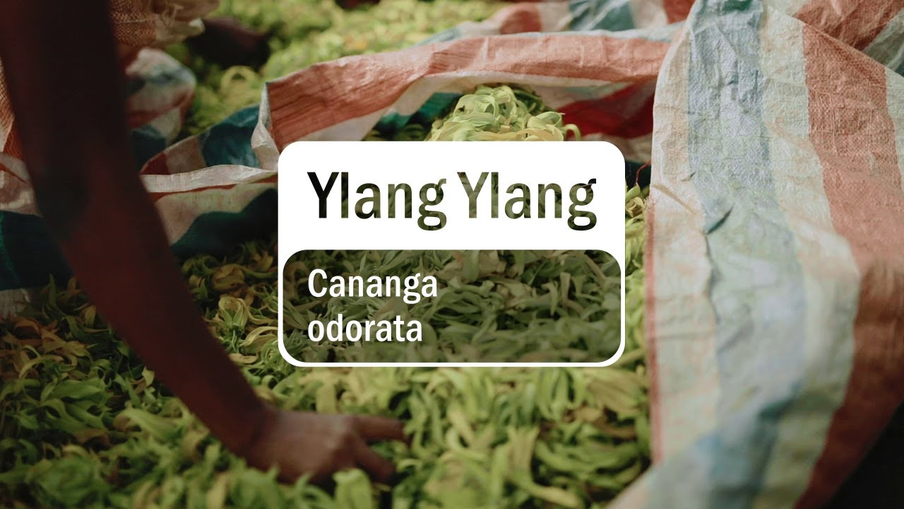 Ylang Ylang Essential Oil | dōTERRA Behind the Bottle (Translated Subtitles)